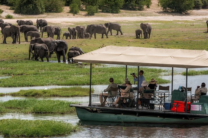 Chobe Safari